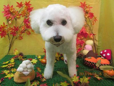 ファイル 4894-1.jpg