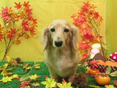 ファイル 4895-2.jpg