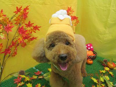 ファイル 4896-1.jpg