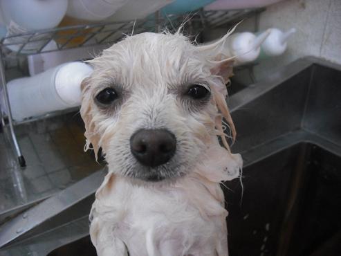 ファイル 49-2.jpg