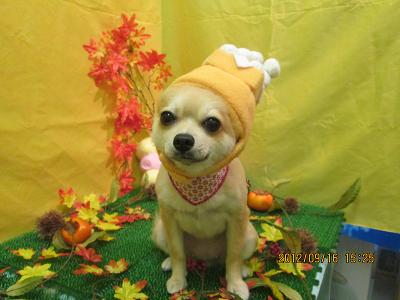 ファイル 4901-1.jpg