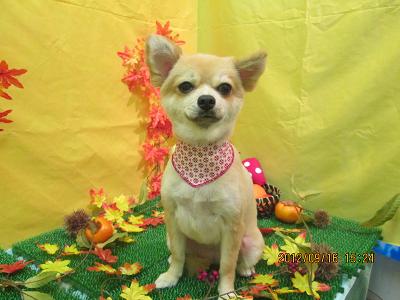 ファイル 4901-2.jpg