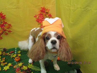 ファイル 4902-1.jpg