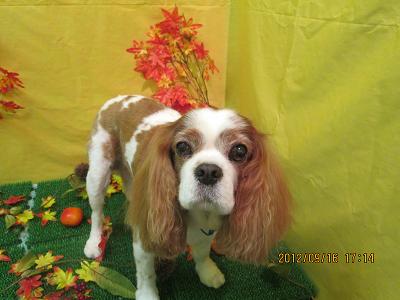 ファイル 4902-2.jpg