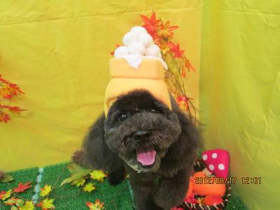 ファイル 4903-1.jpg