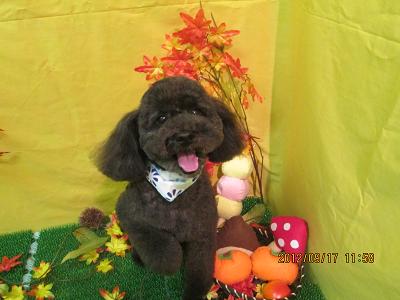 ファイル 4903-2.jpg