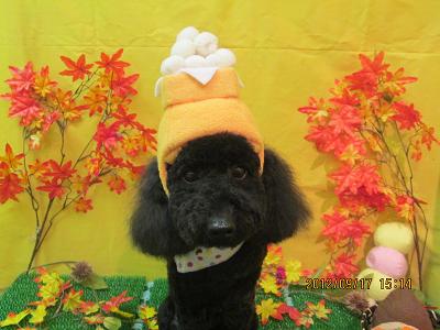 ファイル 4906-1.jpg