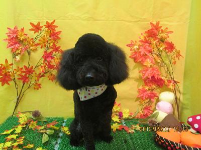 ファイル 4906-2.jpg