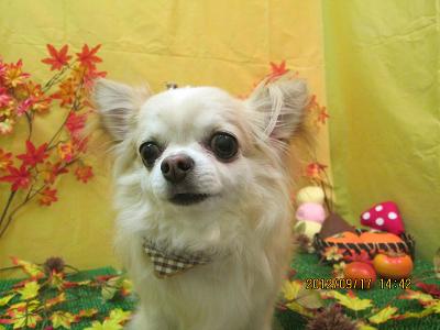 ファイル 4907-2.jpg