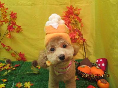 ファイル 4908-1.jpg