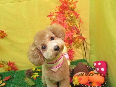 ファイル 4908-2.jpg