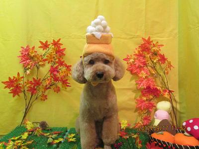 ファイル 4909-1.jpg