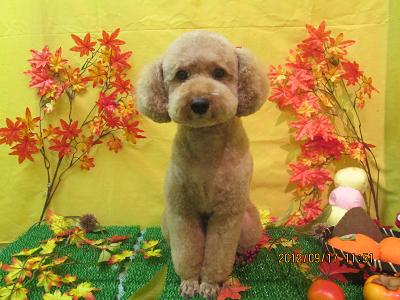 ファイル 4909-2.jpg