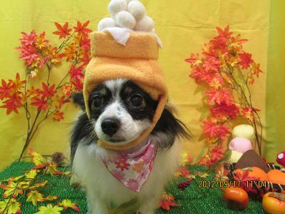 ファイル 4910-1.jpg