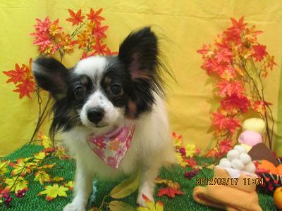 ファイル 4910-2.jpg