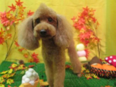 ファイル 4912-1.jpg