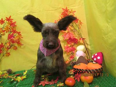 ファイル 4913-2.jpg