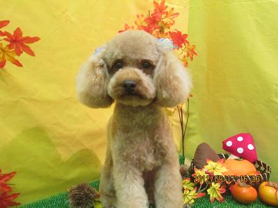 ファイル 4914-2.jpg