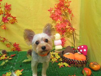 ファイル 4915-2.jpg