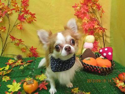 ファイル 4916-2.jpg