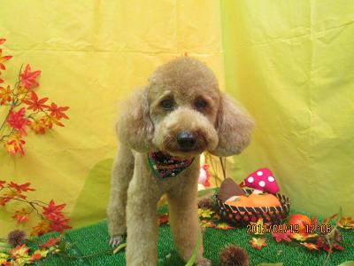 ファイル 4917-1.jpg