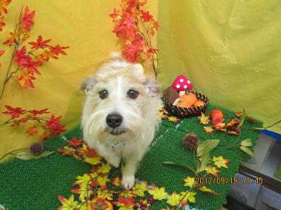 ファイル 4919-1.jpg