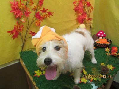 ファイル 4919-2.jpg