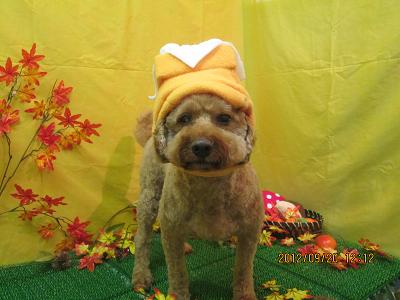 ファイル 4920-1.jpg