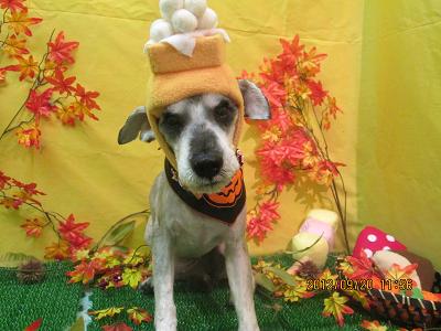 ファイル 4921-1.jpg