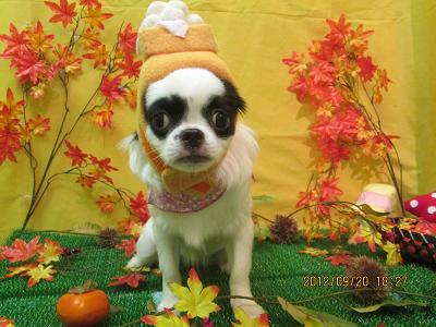 ファイル 4923-1.jpg