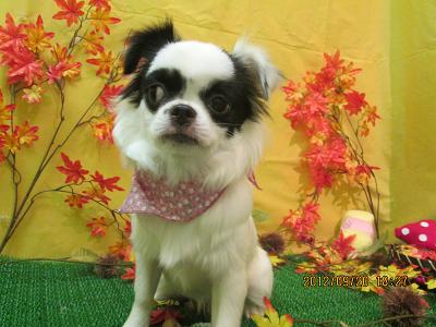 ファイル 4923-2.jpg