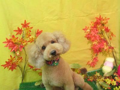 ファイル 4924-1.jpg