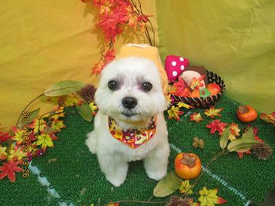 ファイル 4926-1.jpg