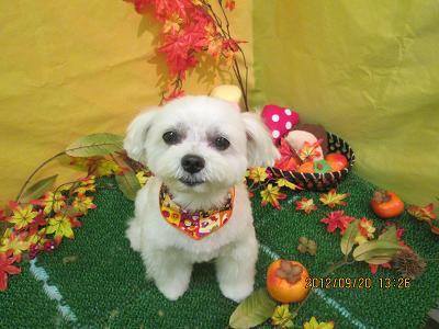 ファイル 4926-2.jpg