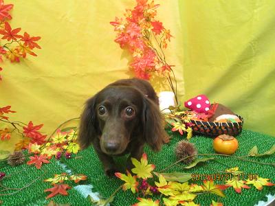 ファイル 4928-1.jpg