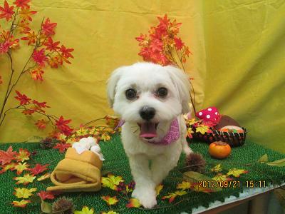 ファイル 4929-1.jpg