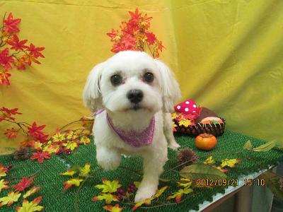 ファイル 4929-2.jpg