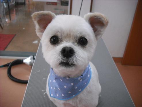 ファイル 493-1.jpg