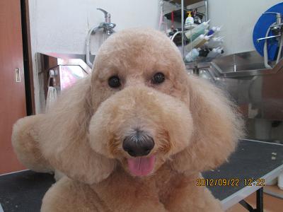 ファイル 4931-1.jpg