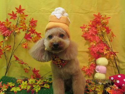 ファイル 4933-1.jpg