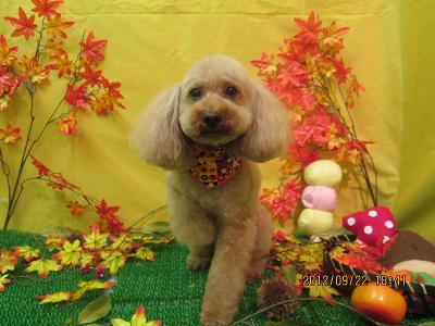 ファイル 4933-2.jpg