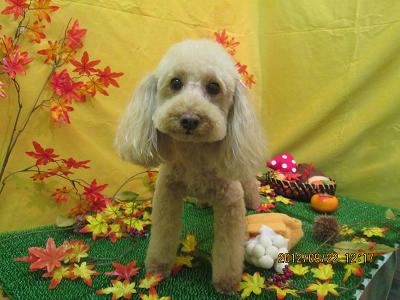 ファイル 4934-1.jpg