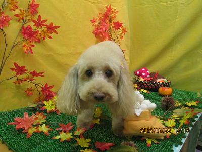 ファイル 4934-2.jpg