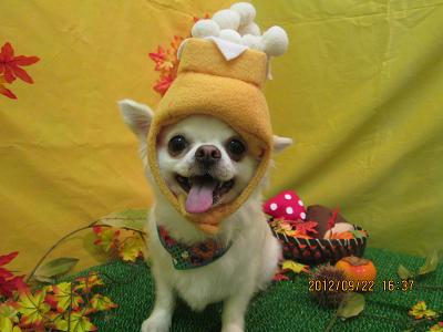 ファイル 4938-1.jpg