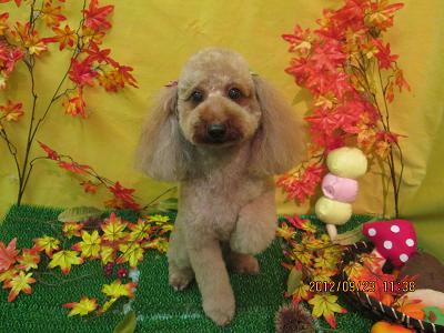 ファイル 4939-2.jpg