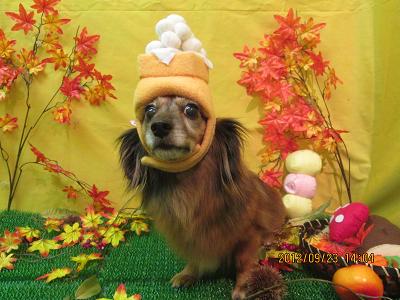 ファイル 4941-1.jpg