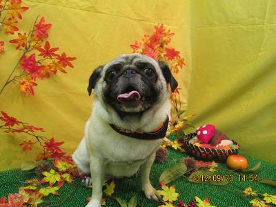 ファイル 4942-2.jpg