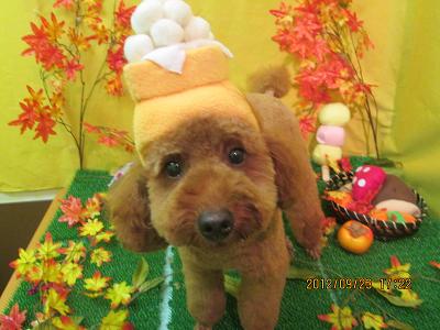 ファイル 4944-1.jpg