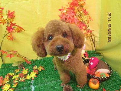 ファイル 4944-2.jpg