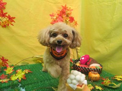 ファイル 4945-1.jpg